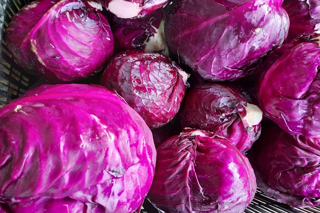 Cabagge Red