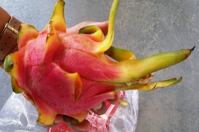 Dragon Fruit