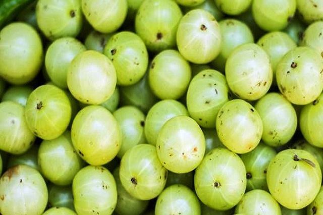 gooseberry